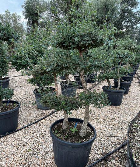 quercus suber pom-pom Cork oak