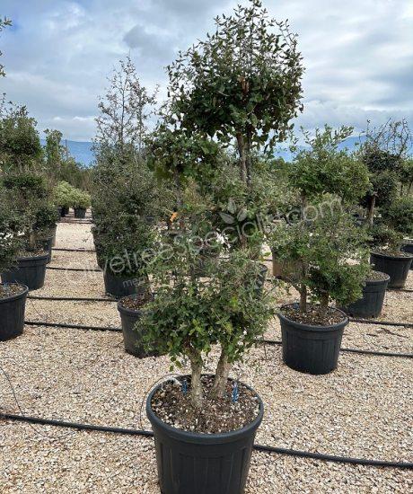 quercus suber pom-pom Cork oak