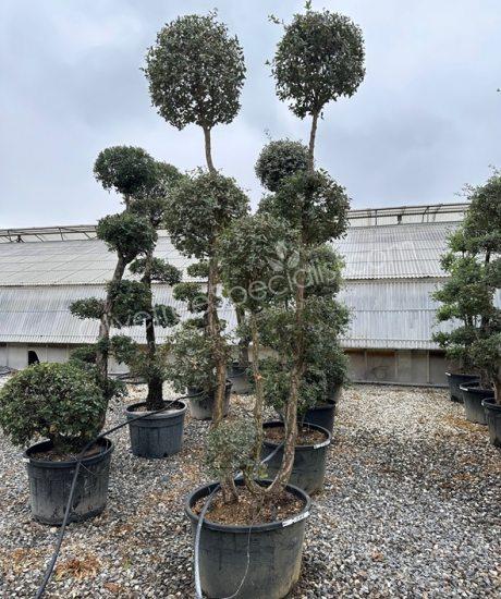 quercus suber pom-pom Cork oak