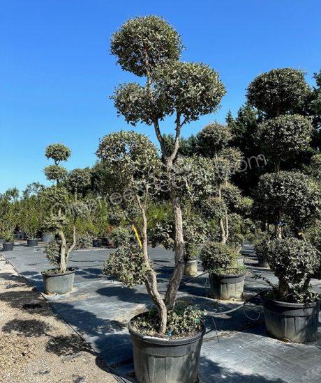 quercus suber pom-pom Cork oak