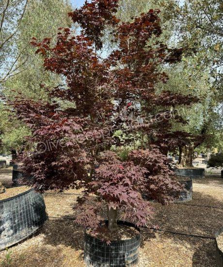 Acer palmatum 'Bloodgood' - Japanese Maple
