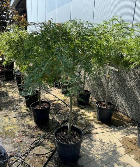 Acer palmatum dissectum 'Viride' - Japanese Maple