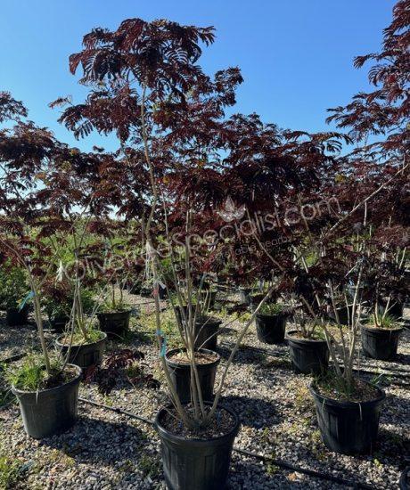 Multi-stemmed Albizia julibrissin 'Summer Chocolate' - Persian silk tree