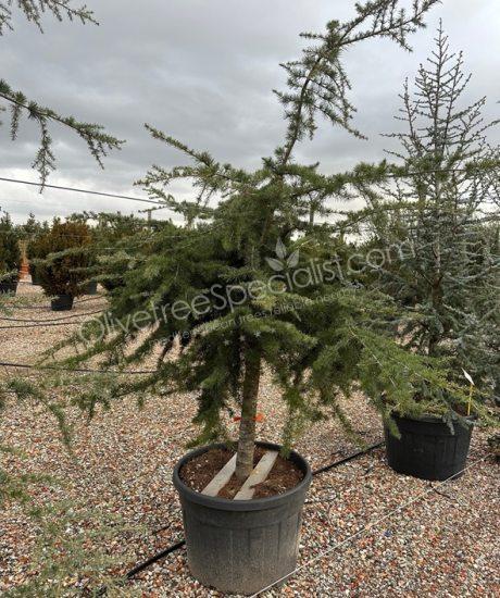 Buy an Weeping cedar