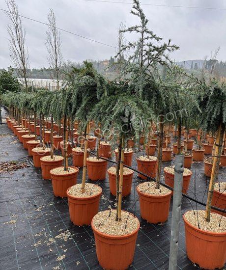 Cedrus atlantica 1/2 stem