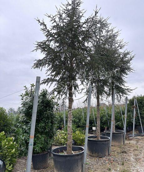 Cedrus atlantica 'Glauca'