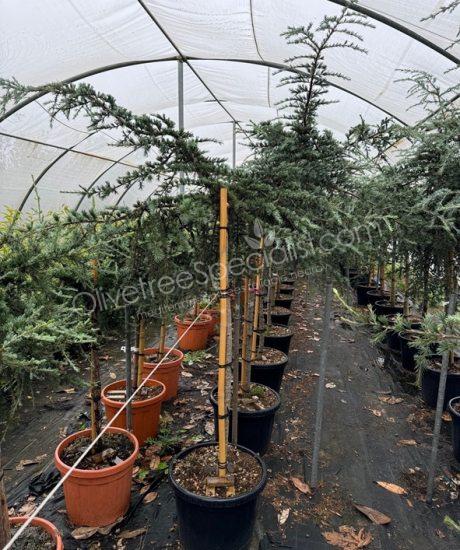 Cedrus atlantica 1/2 stem