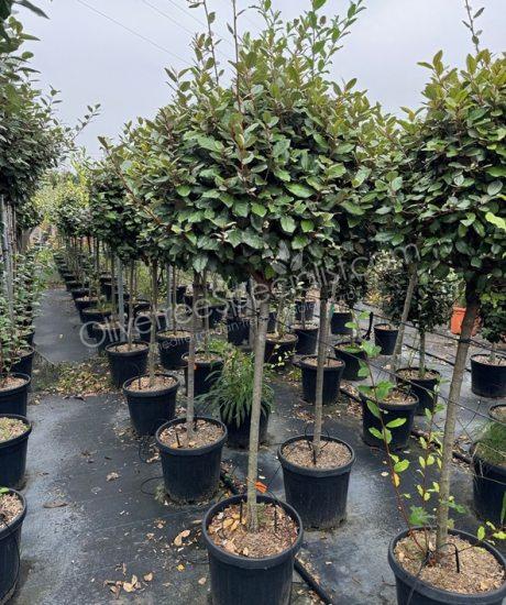 half stem Elaeagnus ebbingei - Silverberry