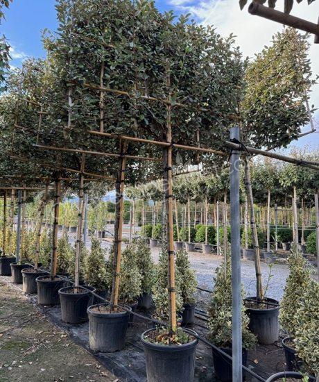 Pleached Elaeagnus ebbingei - Silverberry