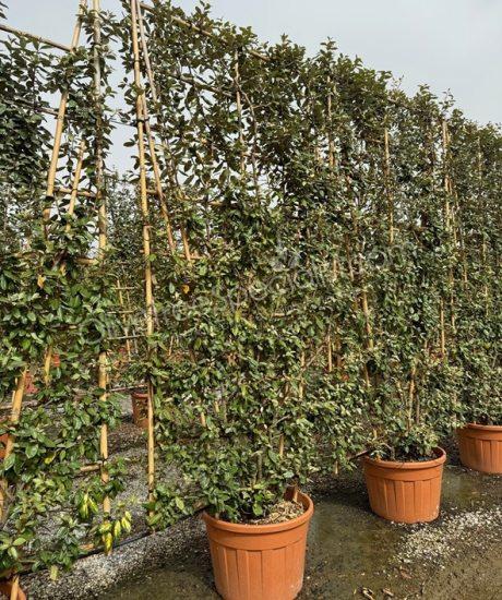 Pleached Elaeagnus ebbingei - Silverberry