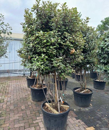 Multi-stemmed Elaeagnus ebbingei - Silverberry