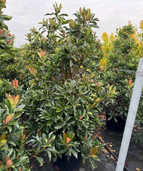 Eriobotrya japonica 'Coppertone' Loquat