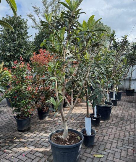 Buy an Eriobotrya japonica - Loquat