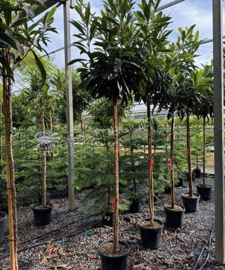 high stem Eriobotrya japonica - Loquat