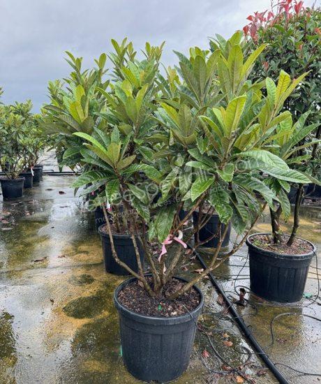 Eriobotrya japonica - Loquat multi-stemmed