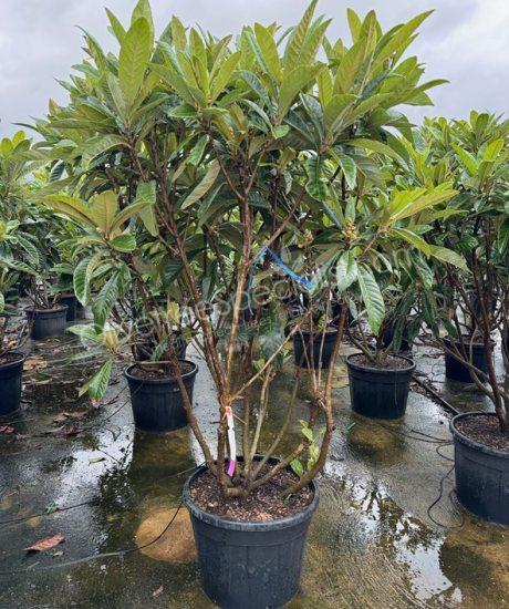 Eriobotrya japonica - Loquat multi-stemmed