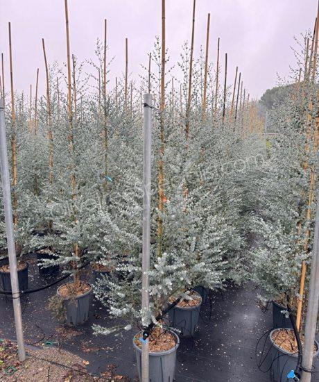 Eucalyptus gunnii 'Azura' - Eucalyptus feathered