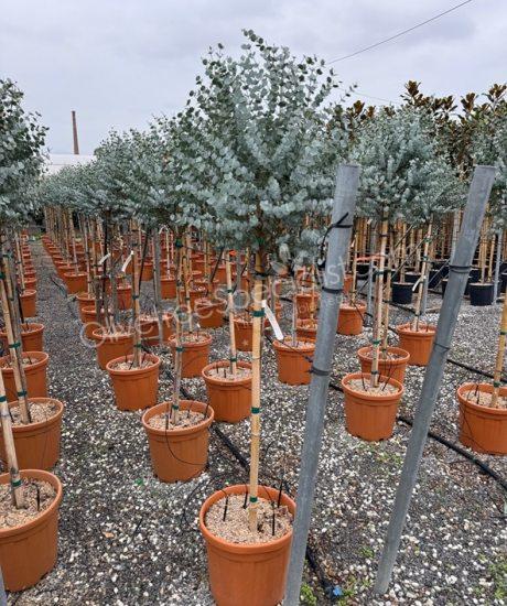 1/2 stem Eucalyptus gunnii 'Azura' - Eucalyptus 
