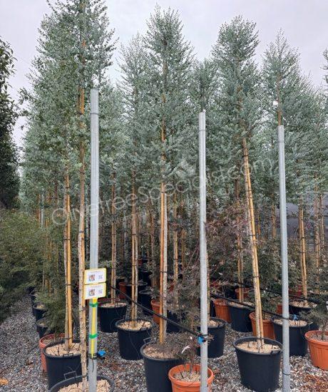 Eucalyptus gunnii 'Azura' - Eucalyptus 