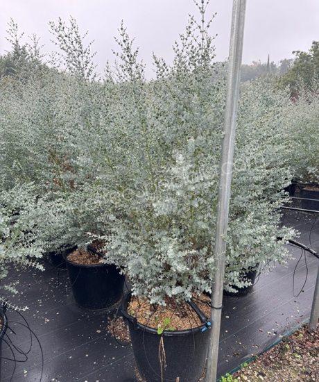 Bush shape Eucalyptus gunnii 'Azura' - Eucalyptus 