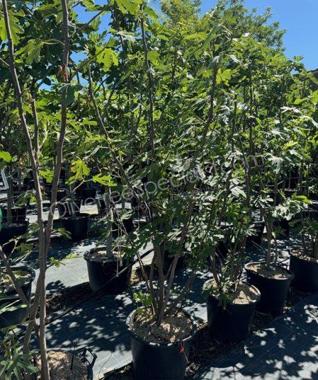 Fig tree 'Forma Toscana' - Ficus carica - multi-stemmed