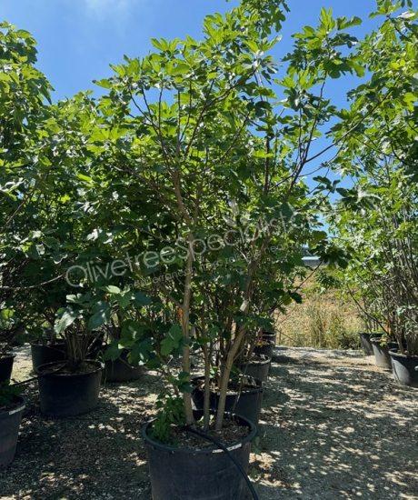 Fig tree 'Forma Toscana' - Ficus carica - multi-stemmed