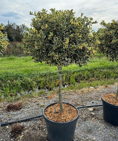 1/2 stem Ilex aquifolium 'Argentea Marginata' Holly