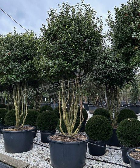 Multi-stemmed Ilex cornuta Holly