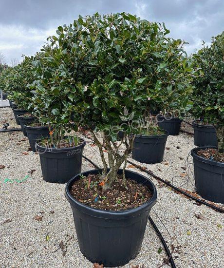 Multi-stemmed Ilex 'Nellie Stevens' Holly