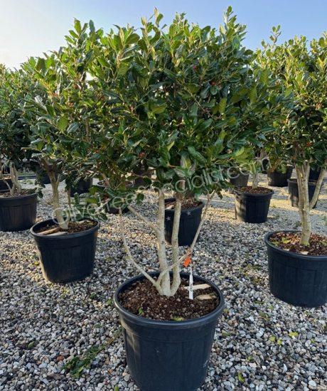 Multi-stemmed Ilex 'Nellie Stevens' Holly