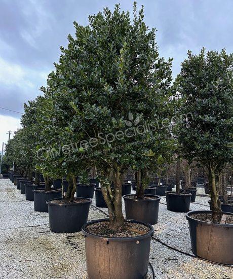 Multi-stemmed Ilex 'Nellie Stevens' Holly