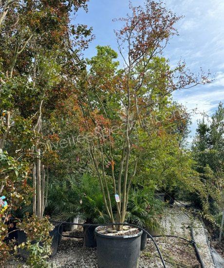 Lagerstroemia indica multi-stemmed crepe myrtle