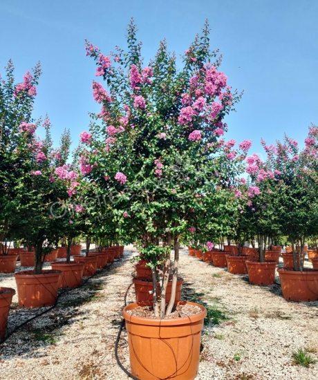 Lagerstroemia indica multi-stemmed crepe myrtle
