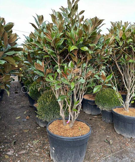 Multi-stemmed Magnolia grandiflora 'Gallisoniensis' - Evergreen tulip tree