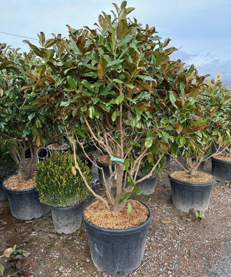 Multi-stemmed Magnolia grandiflora 'Gallisoniensis' - Evergreen tulip tree