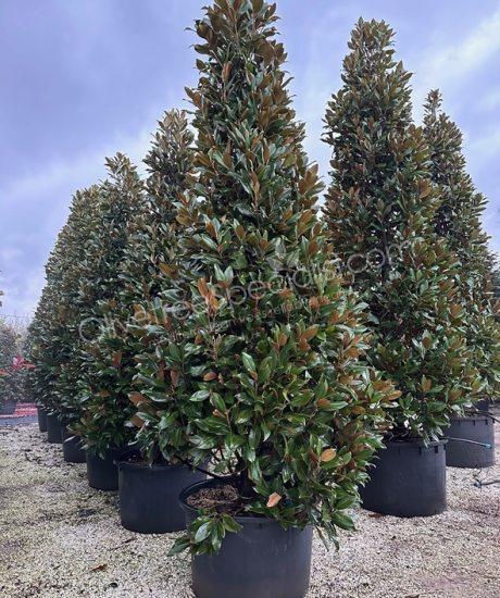 Magnolia grandiflora 'Gallisoniensis' - Evergreen tulip tree