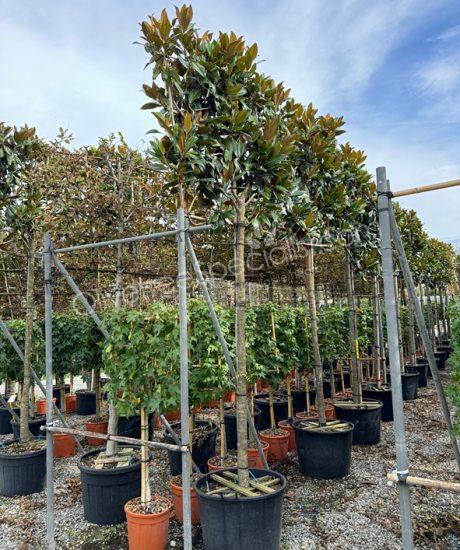 Magnolia grandiflora 'Gallisoniensis' - Evergreen tulip tree