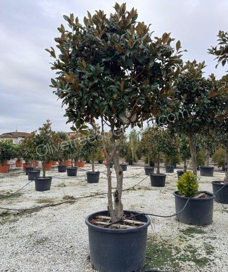 Multi-stemmed Magnolia grandiflora 'Gallisoniensis' - Evergreen tulip tree