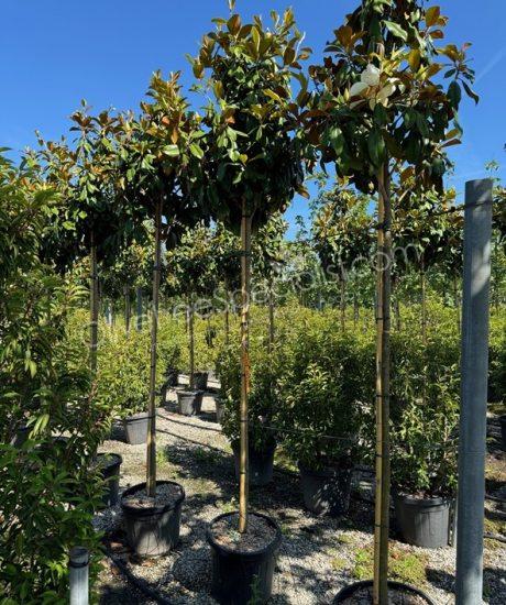 Magnolia grandiflora 'Goliath' -  Evergreen tulip tree