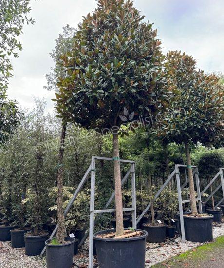 Magnolia grandiflora 'Gallisoniensis' - Evergreen tulip tree pyramid crown