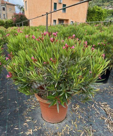 Oleander - Nerium oleander Ball shape