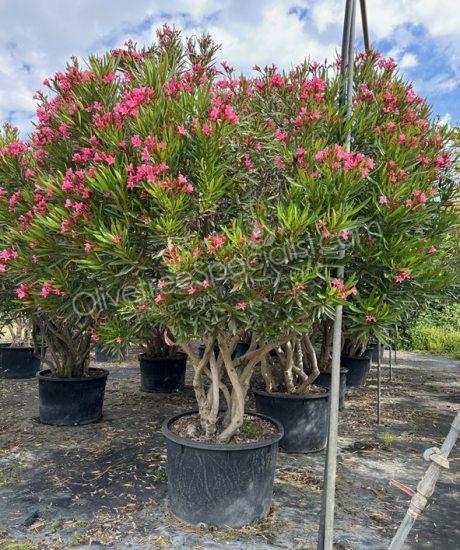 Multi-stemmed Oleander - Nerium oleander