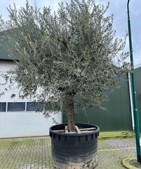 Tuscan Olive Tree Olea europaea