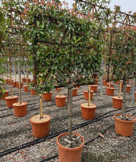 pleached Photinia fraseri 'Red Robin' - Photinia