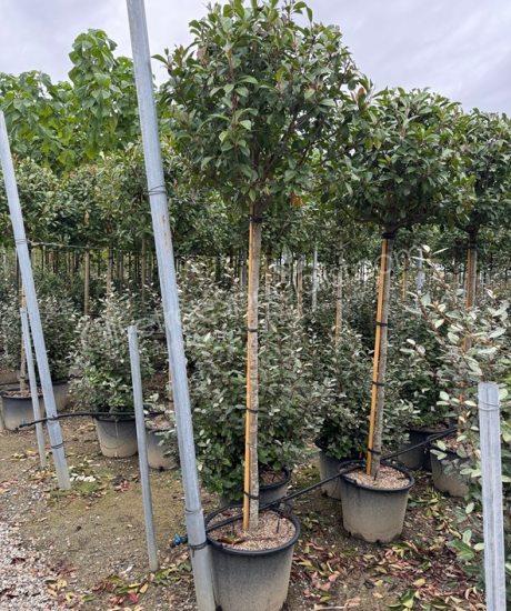 Buy an Photinia fraseri 'Red Robin' - Photinia