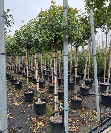 Buy an Photinia fraseri 'Red Robin' - Photinia