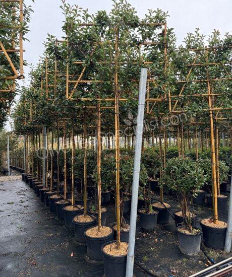 Pleached Photinia fraseri 'Red Robin' - Photinia