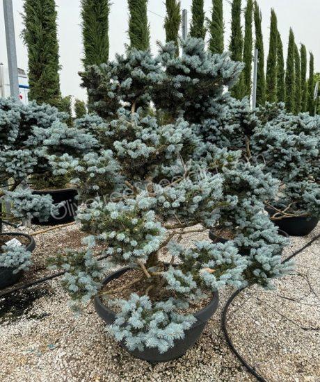 Picea pungens bonsai