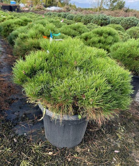 Pinus brepo - Ball shape dwarf austrian pine