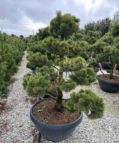 Pinus mughus bonsai